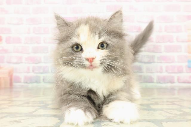 東京都のラガマフィン (Coo&RIKU三軒茶屋店/2025年11月6日生まれ/女の子/ダイリュートキャリコ)の子猫の1枚目の画像