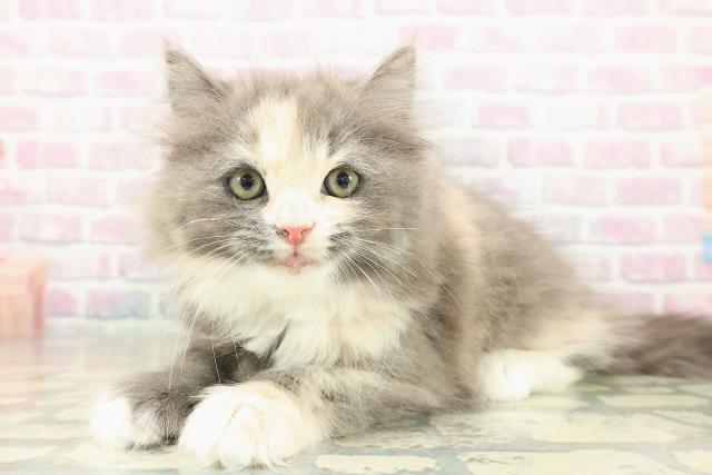 東京都のラガマフィン (Coo&RIKU三軒茶屋店/2025年11月6日生まれ/女の子/ダイリュートキャリコ)の子猫の2枚目の画像