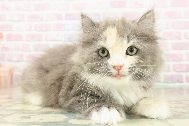 東京都のラガマフィン (Coo&RIKU三軒茶屋店/2025年11月6日生まれ/女の子/ダイリュートキャリコ)の子猫の3枚目の画像