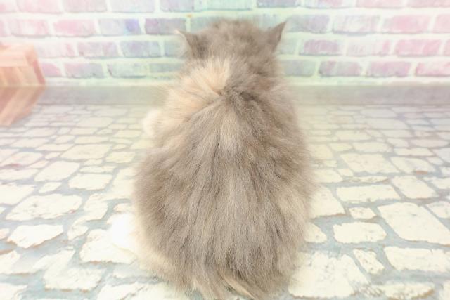 東京都のラガマフィン (Coo&RIKU三軒茶屋店/2025年11月6日生まれ/女の子/ダイリュートキャリコ)の子猫の4枚目の画像