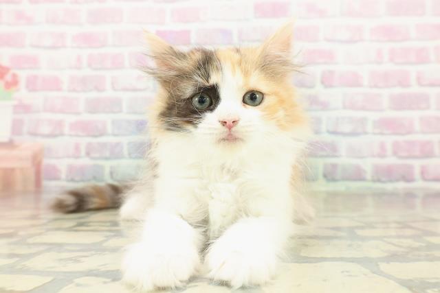 東京都のラガマフィン (Coo&RIKU高円寺店/2025年11月6日生まれ/女の子/キャリコ)の子猫の1枚目の画像