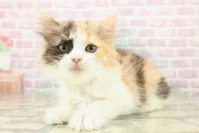 東京都のラガマフィン (Coo&RIKU高円寺店/2025年11月6日生まれ/女の子/キャリコ)の子猫の2枚目の画像