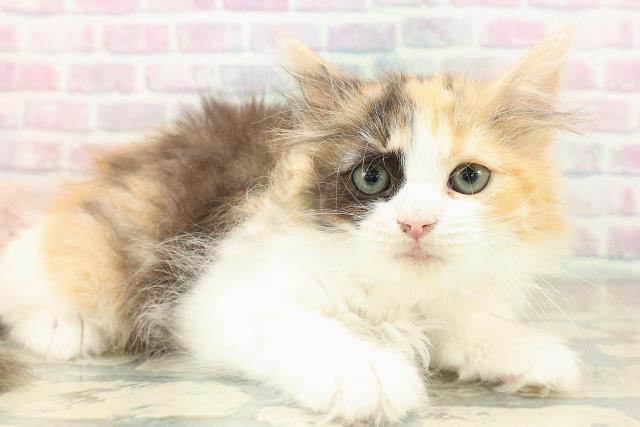 東京都のラガマフィン (Coo&RIKU高円寺店/2025年11月6日生まれ/女の子/キャリコ)の子猫の3枚目の画像