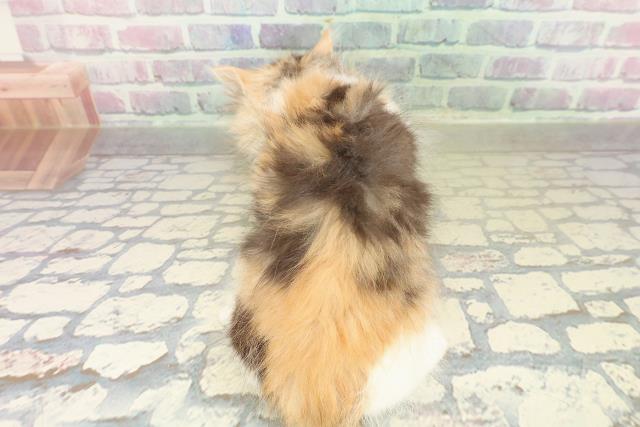 東京都のラガマフィン (Coo&RIKU高円寺店/2025年11月6日生まれ/女の子/キャリコ)の子猫の4枚目の画像