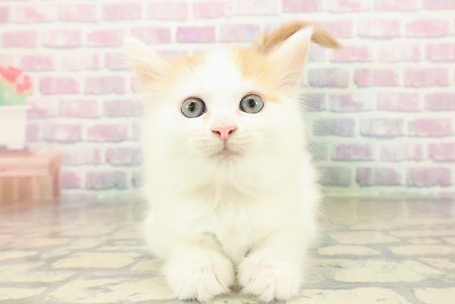 東京都のメインクーン (Coo&RIKU中野サンモール店/2025年11月8日生まれ/女の子/レッドタビーホワイトバン)の子猫