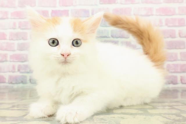 東京都のメインクーン (Coo&RIKU中野サンモール店/2025年11月8日生まれ/女の子/レッドタビーホワイトバン)の子猫の2枚目の画像