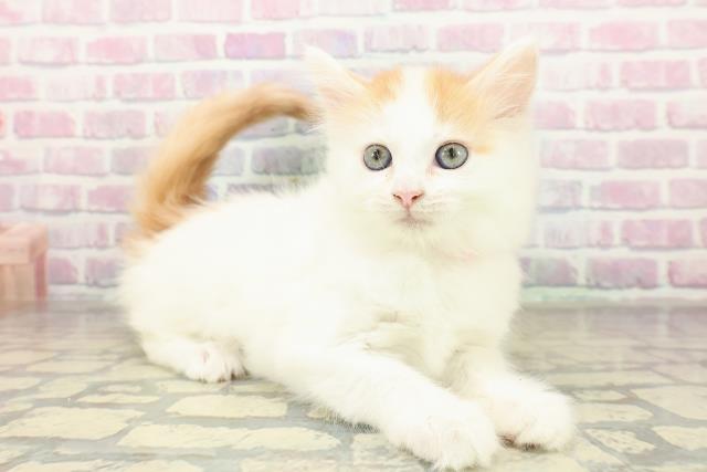 東京都のメインクーン (Coo&RIKU中野サンモール店/2025年11月8日生まれ/女の子/レッドタビーホワイトバン)の子猫の3枚目の画像