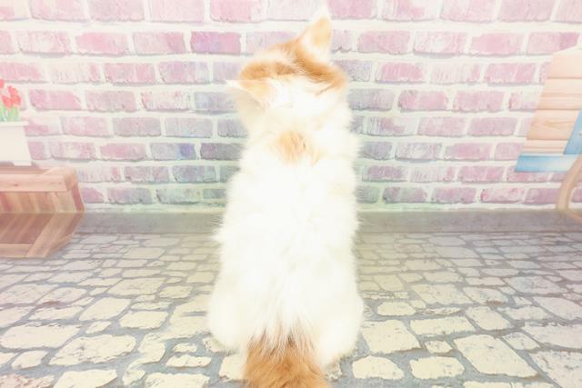 東京都のメインクーン (Coo&RIKU中野サンモール店/2025年11月8日生まれ/女の子/レッドタビーホワイトバン)の子猫の4枚目の画像