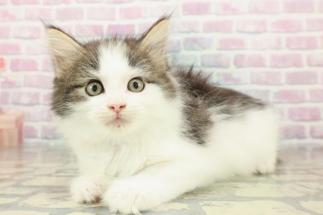 東京都のメインクーン (Coo&RIKU大久保店/2025年11月8日生まれ/男の子/ブラウンタビーホワイト)の子猫の2枚目の画像