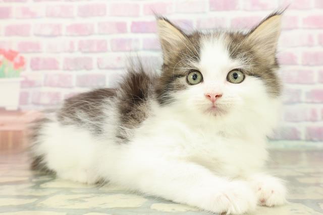 東京都のメインクーン (Coo&RIKU大久保店/2025年11月8日生まれ/男の子/ブラウンタビーホワイト)の子猫の3枚目の画像