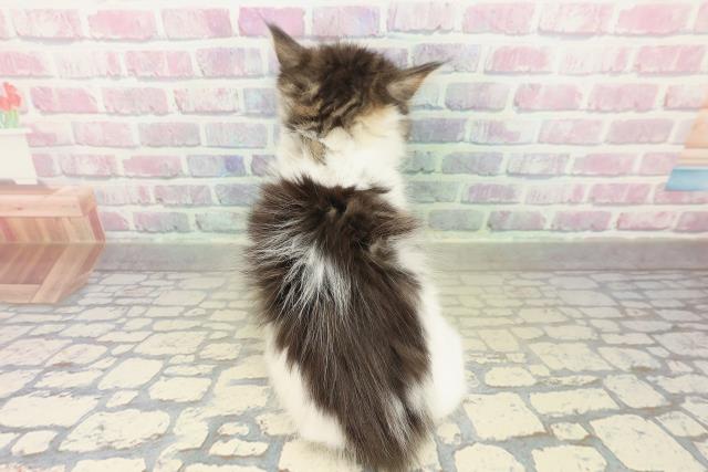 東京都のメインクーン (Coo&RIKU大久保店/2025年11月8日生まれ/男の子/ブラウンタビーホワイト)の子猫の4枚目の画像