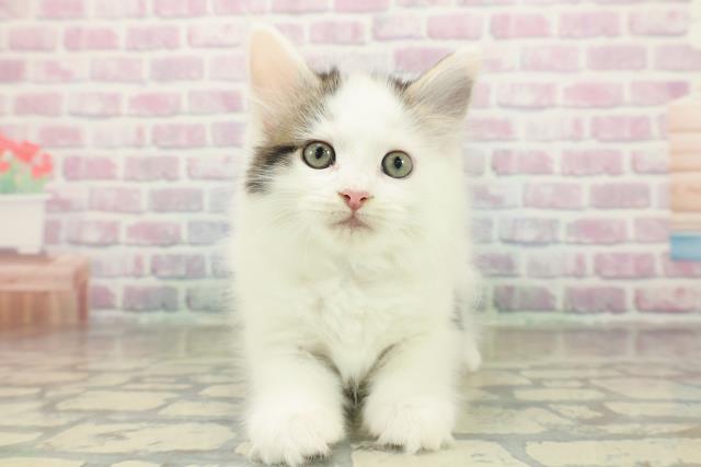 東京都のメインクーン (Coo&RIKU広尾店/2025年11月8日生まれ/男の子/ブラウンタビーホワイトバン)の子猫