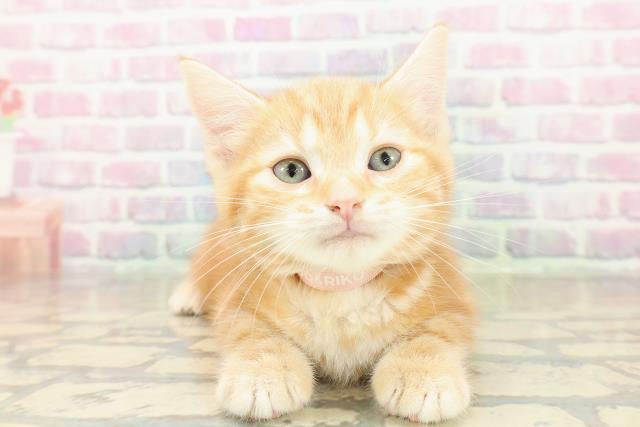 栃木県のスコティッシュフォールド (Coo&RIKU小山店/2025年11月8日生まれ/女の子/レッドタビー)の子猫の1枚目の画像