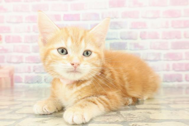 栃木県のスコティッシュフォールド (Coo&RIKU小山店/2025年11月8日生まれ/女の子/レッドタビー)の子猫の2枚目の画像