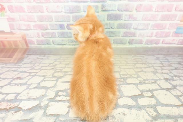 栃木県のスコティッシュフォールド (Coo&RIKU小山店/2025年11月8日生まれ/女の子/レッドタビー)の子猫の4枚目の画像