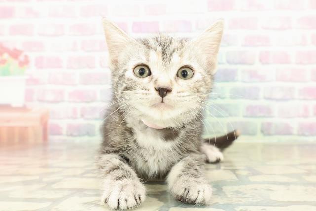 神奈川県のスコティッシュフォールド (Coo&RIKU藤沢店/2025年11月8日生まれ/女の子/シルバーパッチドタビー)の子猫の1枚目の画像