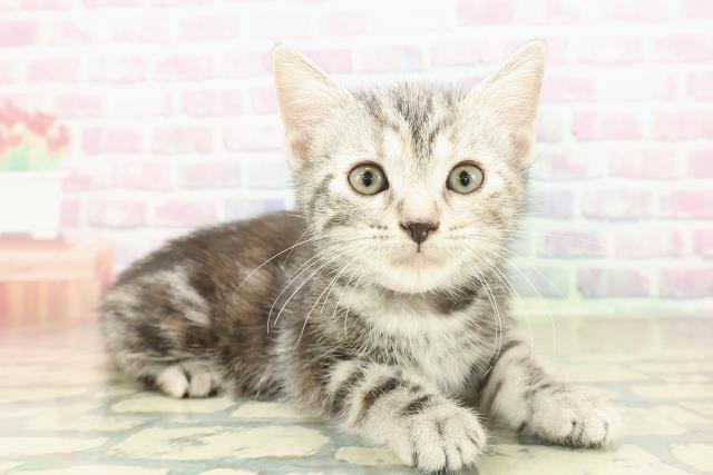 神奈川県のスコティッシュフォールド (Coo&RIKU藤沢店/2025年11月8日生まれ/女の子/シルバーパッチドタビー)の子猫の3枚目の画像