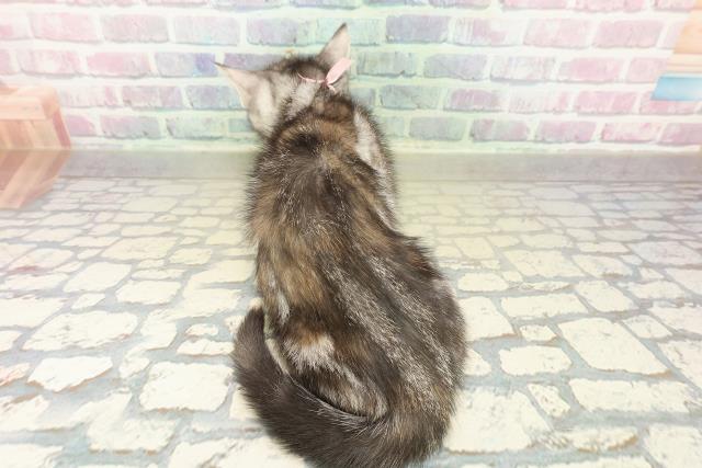 神奈川県のスコティッシュフォールド (Coo&RIKU藤沢店/2025年11月8日生まれ/女の子/シルバーパッチドタビー)の子猫の4枚目の画像