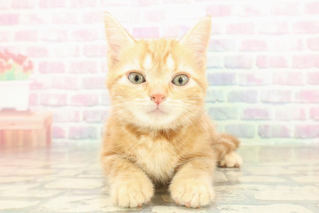 神奈川県のスコティッシュフォールド (Coo&RIKUパウ川崎店/2025年11月8日生まれ/女の子/レッドタビー)の子猫