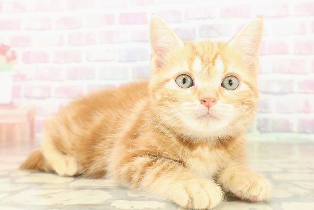 神奈川県のスコティッシュフォールド (Coo&RIKUパウ川崎店/2025年11月8日生まれ/女の子/レッドタビー)の子猫の3枚目の画像