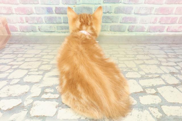 神奈川県のスコティッシュフォールド (Coo&RIKUパウ川崎店/2025年11月8日生まれ/女の子/レッドタビー)の子猫の4枚目の画像