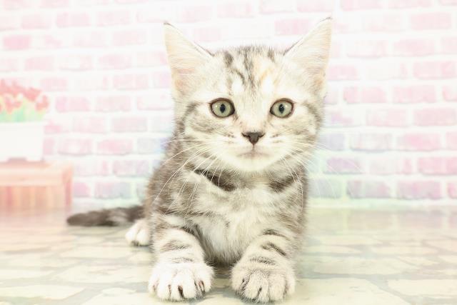 茨城県のスコティッシュフォールド (Coo&RIKUMEGAドン・キホーテ勝田店/2025年11月8日生まれ/女の子/シルバーパッチドタビー)の子猫の1枚目の画像