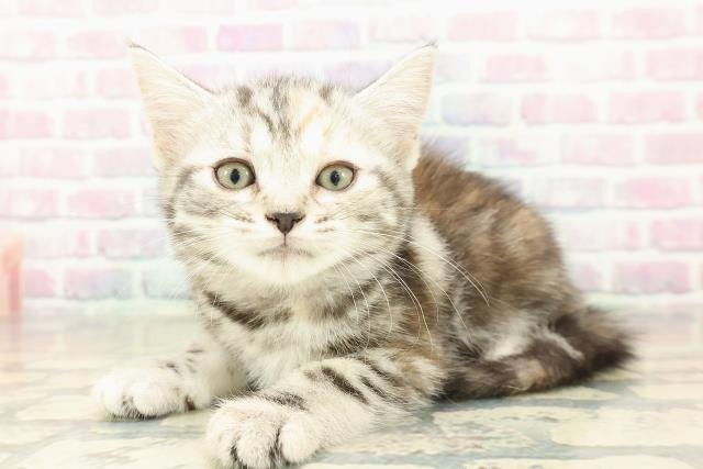 茨城県のスコティッシュフォールド (Coo&RIKUMEGAドン・キホーテ勝田店/2025年11月8日生まれ/女の子/シルバーパッチドタビー)の子猫の2枚目の画像