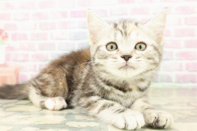 茨城県のスコティッシュフォールド (Coo&RIKUMEGAドン・キホーテ勝田店/2025年11月8日生まれ/女の子/シルバーパッチドタビー)の子猫の3枚目の画像