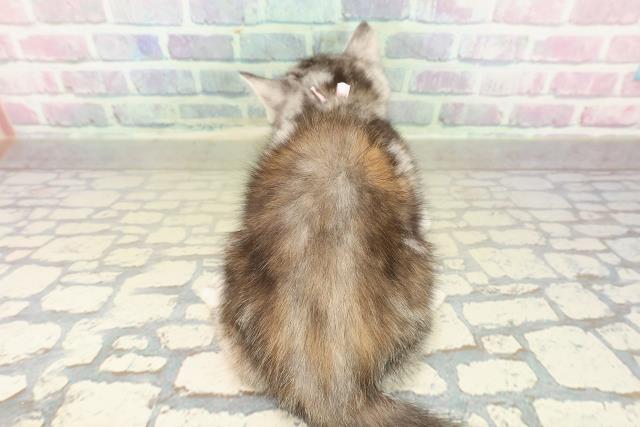 茨城県のスコティッシュフォールド (Coo&RIKUMEGAドン・キホーテ勝田店/2025年11月8日生まれ/女の子/シルバーパッチドタビー)の子猫の4枚目の画像