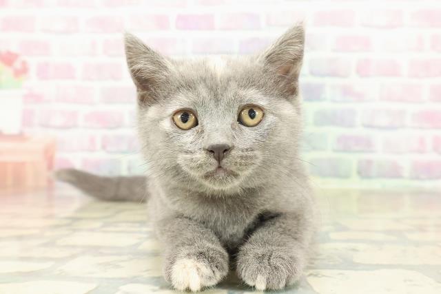 東京都のブリティッシュショートヘアー (Coo&RIKU新宿三丁目店/2025年11月7日生まれ/女の子/ブルークリーム)の子猫の1枚目の画像