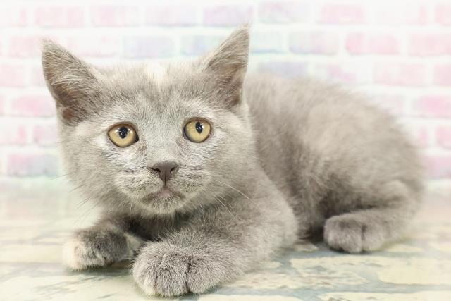 東京都のブリティッシュショートヘアー (Coo&RIKU新宿三丁目店/2025年11月7日生まれ/女の子/ブルークリーム)の子猫の2枚目の画像