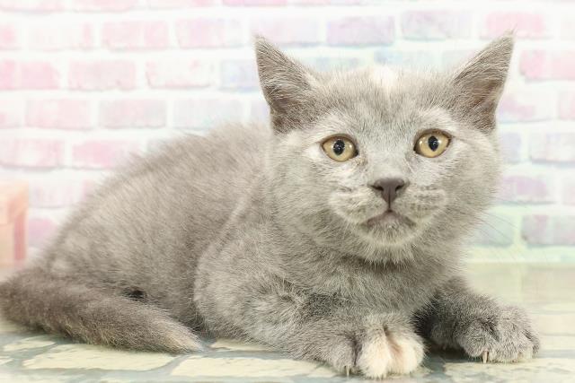 東京都のブリティッシュショートヘアー (Coo&RIKU新宿三丁目店/2025年11月7日生まれ/女の子/ブルークリーム)の子猫の3枚目の画像