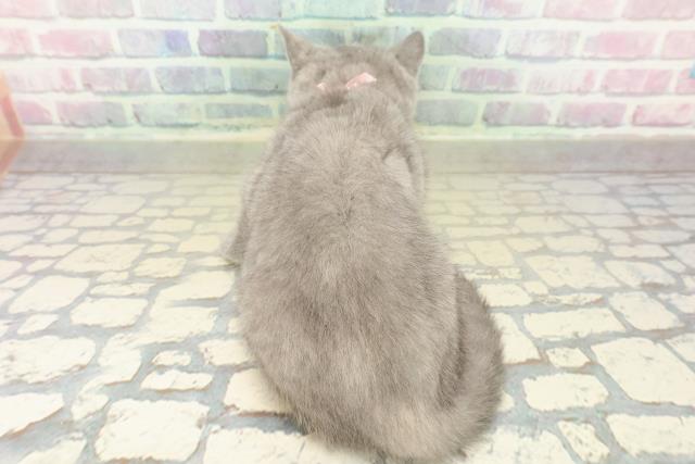 東京都のブリティッシュショートヘアー (Coo&RIKU新宿三丁目店/2025年11月7日生まれ/女の子/ブルークリーム)の子猫の4枚目の画像