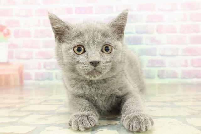東京都のブリティッシュショートヘアー (Coo&RIKU新小岩店/2025年11月7日生まれ/女の子/ブルー)の子猫の1枚目の画像