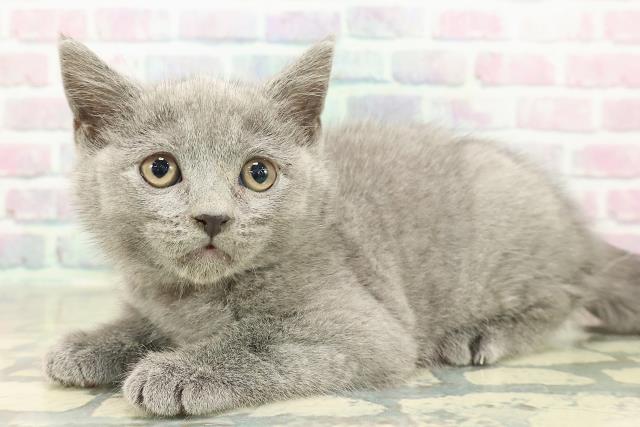 東京都のブリティッシュショートヘアー (Coo&RIKU新小岩店/2025年11月7日生まれ/女の子/ブルー)の子猫の2枚目の画像