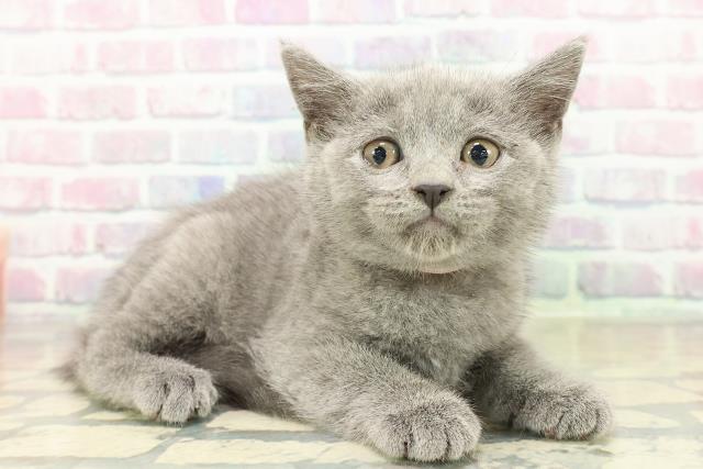 東京都のブリティッシュショートヘアー (Coo&RIKU新小岩店/2025年11月7日生まれ/女の子/ブルー)の子猫の3枚目の画像