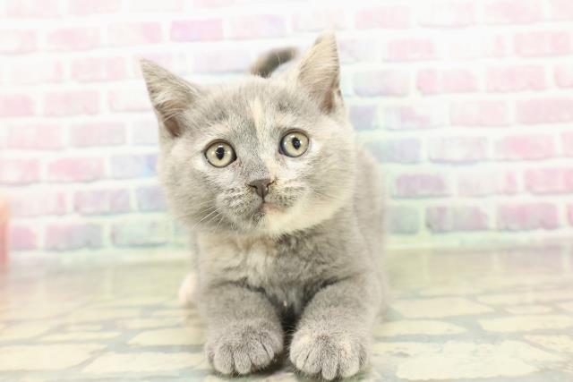 東京都のブリティッシュショートヘアー (Coo&RIKU赤坂店/2025年11月7日生まれ/女の子/ブルークリーム)の子猫の1枚目の画像