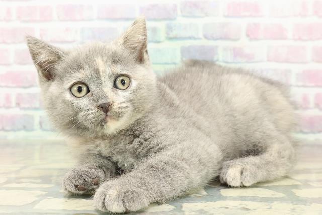 東京都のブリティッシュショートヘアー (Coo&RIKU赤坂店/2025年11月7日生まれ/女の子/ブルークリーム)の子猫の2枚目の画像