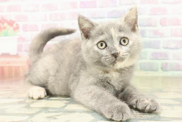 東京都のブリティッシュショートヘアー (Coo&RIKU赤坂店/2025年11月7日生まれ/女の子/ブルークリーム)の子猫の3枚目の画像