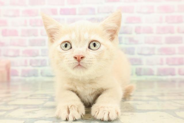 東京都のブリティッシュショートヘアー (Coo&RIKU三軒茶屋店/2025年11月7日生まれ/男の子/クリーム)の子猫