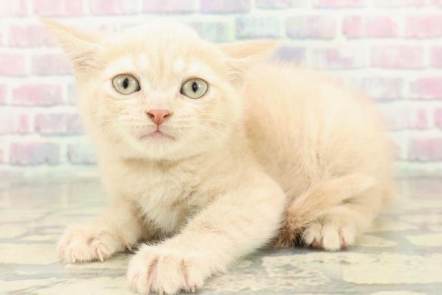 東京都のブリティッシュショートヘアー (Coo&RIKU三軒茶屋店/2025年11月7日生まれ/男の子/クリーム)の子猫の2枚目の画像