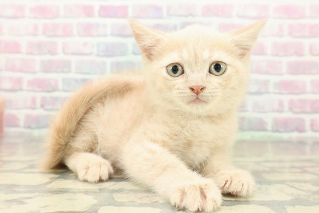 東京都のブリティッシュショートヘアー (Coo&RIKU三軒茶屋店/2025年11月7日生まれ/男の子/クリーム)の子猫の3枚目の画像