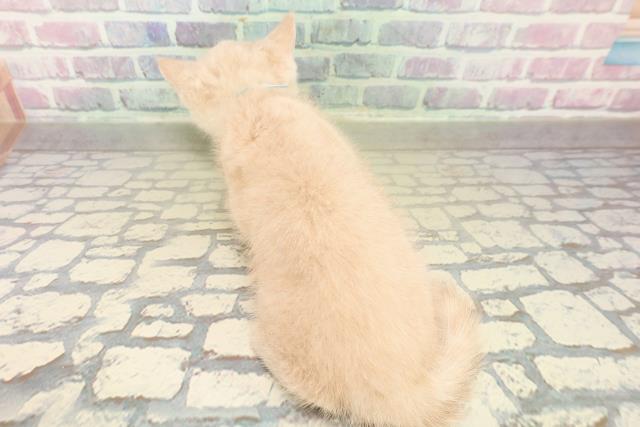 東京都のブリティッシュショートヘアー (Coo&RIKU三軒茶屋店/2025年11月7日生まれ/男の子/クリーム)の子猫の4枚目の画像