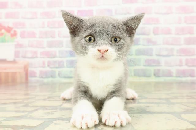 ブリティッシュショートヘアー