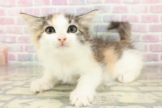 埼玉県のノルウェージャンフォレストキャット (Coo&RIKU川口戸塚店/2025年10月28日生まれ/女の子/キャリコ)の子猫の2枚目の画像