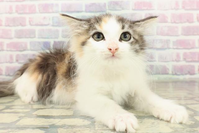 埼玉県のノルウェージャンフォレストキャット (Coo&RIKU川口戸塚店/2025年10月28日生まれ/女の子/キャリコ)の子猫の3枚目の画像