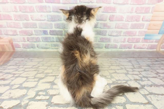 埼玉県のノルウェージャンフォレストキャット (Coo&RIKU川口戸塚店/2025年10月28日生まれ/女の子/キャリコ)の子猫の4枚目の画像