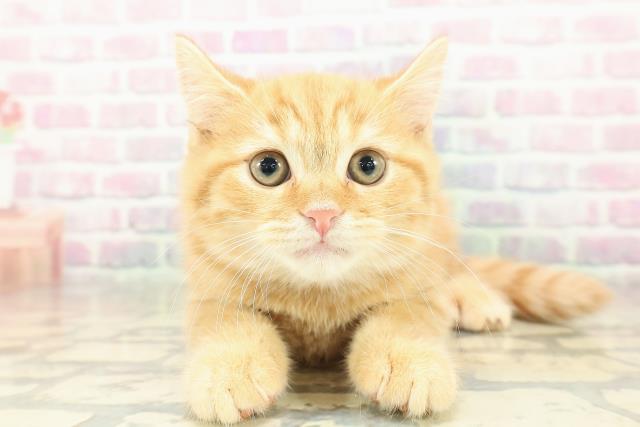 埼玉県のスコティッシュフォールド (Coo&RIKU所沢店/2025年11月5日生まれ/男の子/レッドタビー)の子猫の1枚目の画像