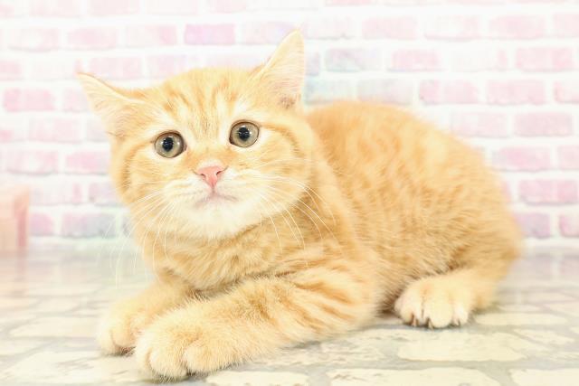 埼玉県のスコティッシュフォールド (Coo&RIKU所沢店/2025年11月5日生まれ/男の子/レッドタビー)の子猫の2枚目の画像