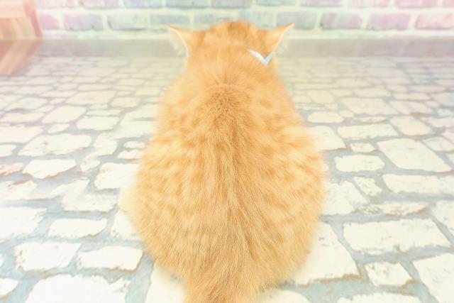 埼玉県のスコティッシュフォールド (Coo&RIKU所沢店/2025年11月5日生まれ/男の子/レッドタビー)の子猫の4枚目の画像